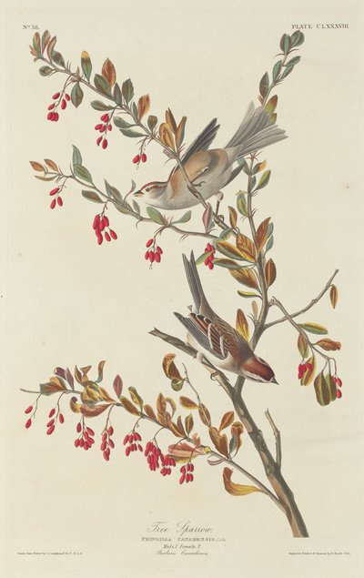 Gorrión Árbol de Robert Havell after John James Audubon