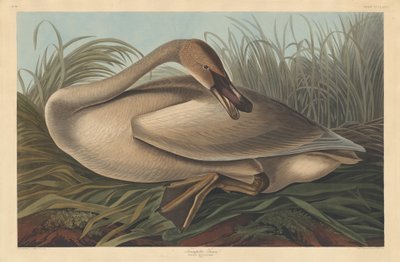 Cisne trompetero de Robert Havell after John James Audubon