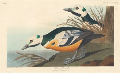 Pato occidental de Robert Havell after John James Audubon