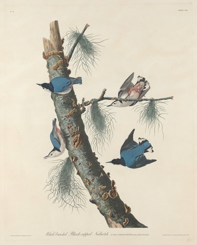 Trepador pechiblanco de capucha negra de Robert Havell after John James Audubon