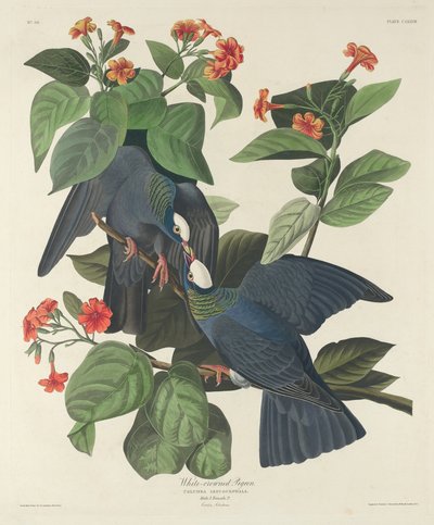 Paloma de corona blanca de Robert Havell after John James Audubon