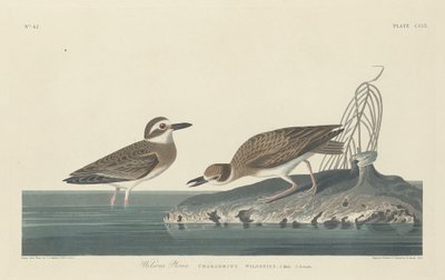 Chorlito de Wilson de Robert Havell after John James Audubon