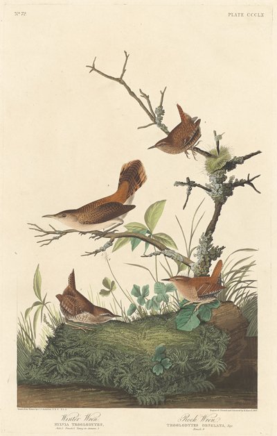 Chochín de invierno y chochín roquero de Robert Havell after John James Audubon