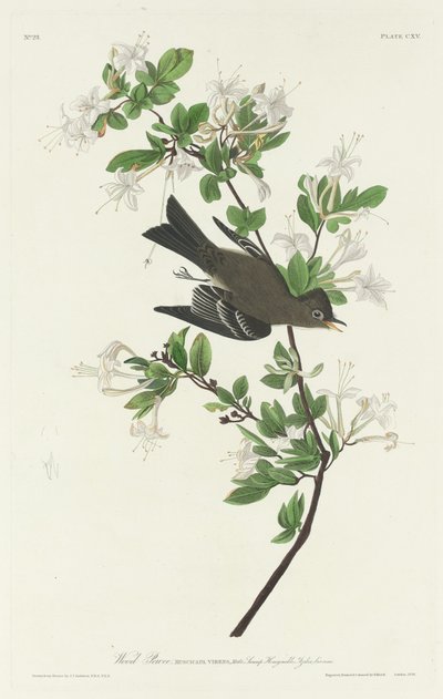 Mosquero de madera de Robert Havell after John James Audubon