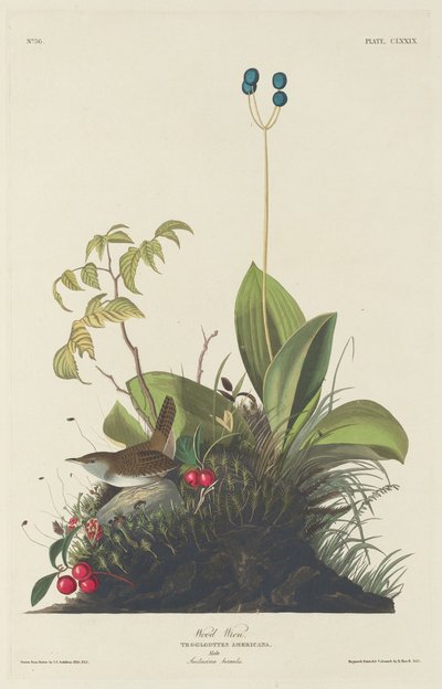 Reyezuelo de Robert Havell after John James Audubon