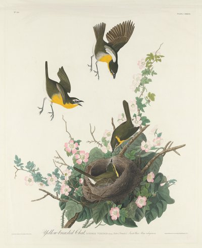 Reinita Pechiamarilla de Robert Havell after John James Audubon