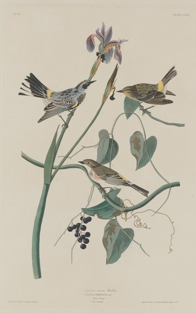 Reinita de corona amarilla de Robert Havell after John James Audubon