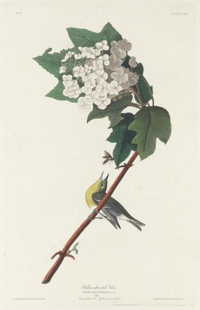 Vireo de garganta amarilla de Robert Havell after John James Audubon
