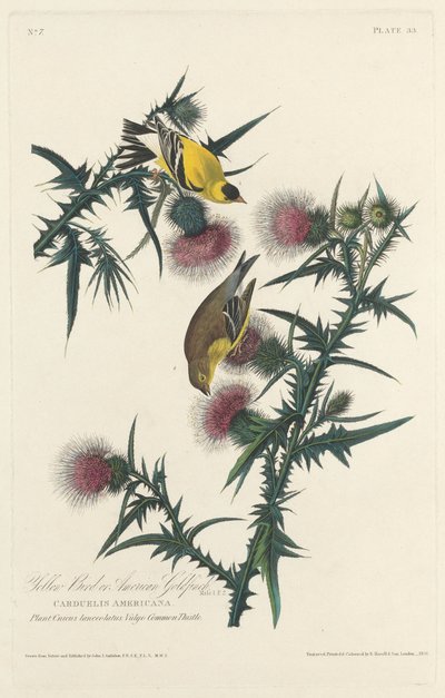 Pájaro Amarillo o Jilguero Americano de Robert Havell after John James Audubon