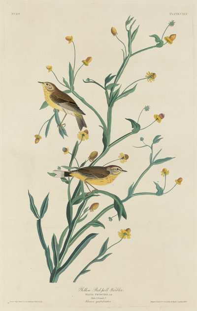 Reinita de Garganta Amarilla de Robert Havell after John James Audubon