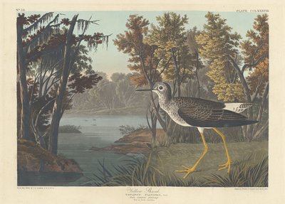 Pata amarilla de Robert Havell after John James Audubon