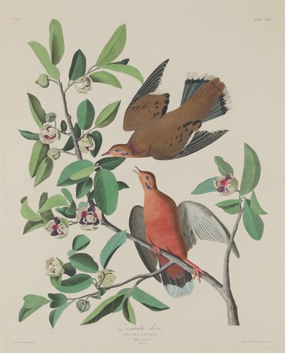 Paloma Zenaida de Robert Havell after John James Audubon