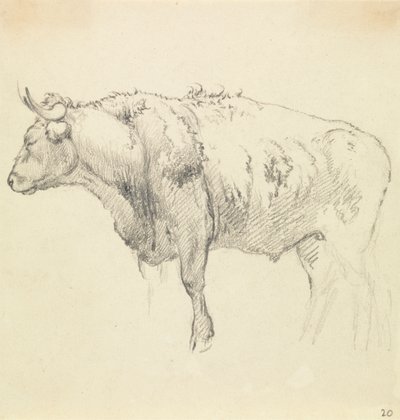 Un toro de Robert Hills