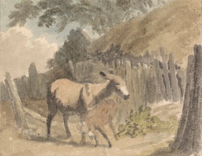 Un burro y un potro de Robert Hills