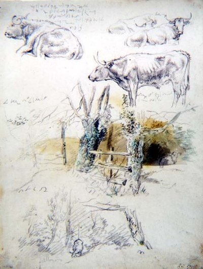 Estudios de Ganado de Robert Hills