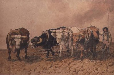 Arado de Robert Hills