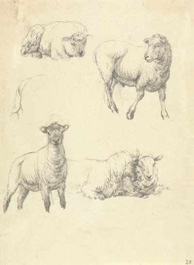 Ovejas de Robert Hills