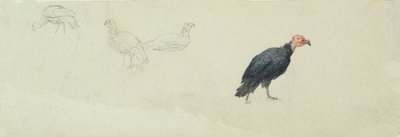 Estudios de un pavo de Robert Hills