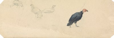 Estudios de un pavo de Robert Hills