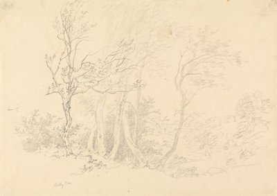 Estudio de un acebo de Robert Hills