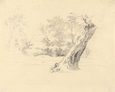 Estudio de árboles de Robert Hills