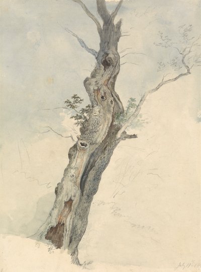 Estudio de árboles de Robert Hills