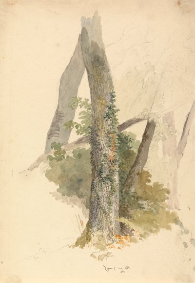 Estudio de árbol con hiedra aferrada al tocón de Robert Hills