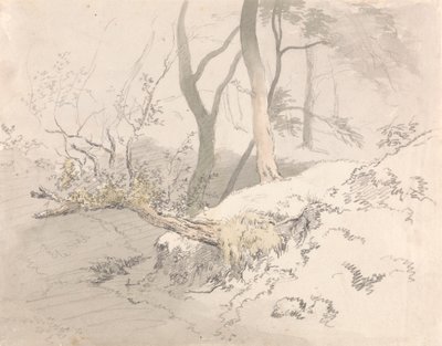 Sombra del bosque de Robert Hills