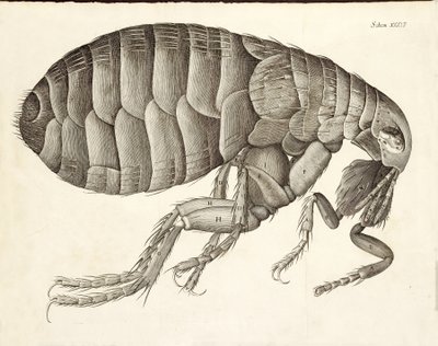 Sección transversal de una pulga de Micrographia, pub. 1665 de Robert Hooke
