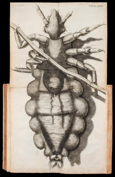 Ilustración desplegable de un piojo en un mechón de cabello de 