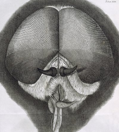 Mosca gris, observación XXXIX de Micrographia de Hooke, 1664 de Robert Hooke