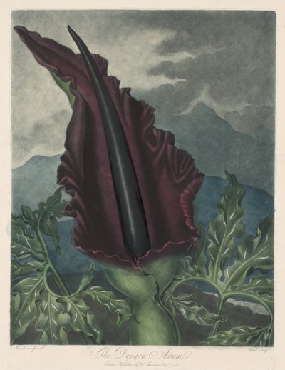 El Dragón Arum, Cala Negra o Lirio de Salomón, 1799-1807 de Robert John Thornton