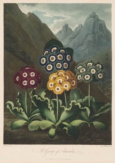 El templo de Flora, o Jardín de la Naturaleza: Un grupo de aurículas de Robert John Thornton