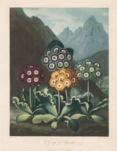 El Templo de Flora, o Jardín de la Naturaleza: Un Grupo de Aurículas de Robert John Thornton