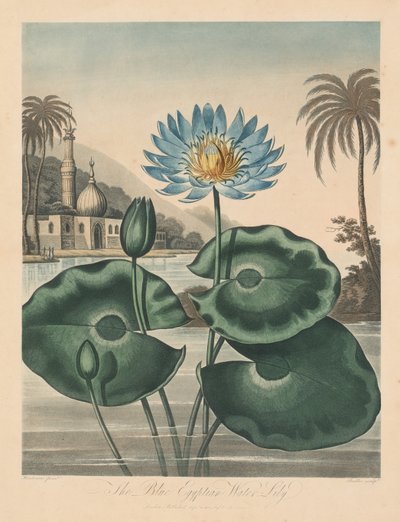 El templo de Flora, o jardín de la naturaleza: Lirio de agua egipcio azul de Robert John Thornton