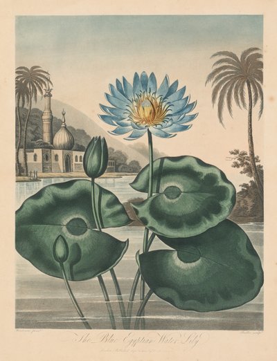 El Templo de Flora, o Jardín de la Naturaleza: Nenúfar egipcio azul, 1804 de Robert John Thornton