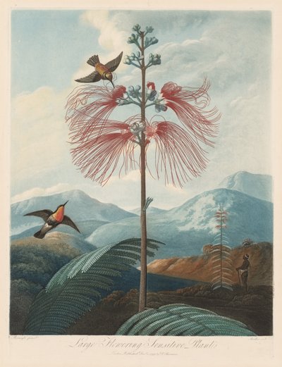 El templo de Flora, o Jardín de la naturaleza: Planta sensible de gran floración de Robert John Thornton