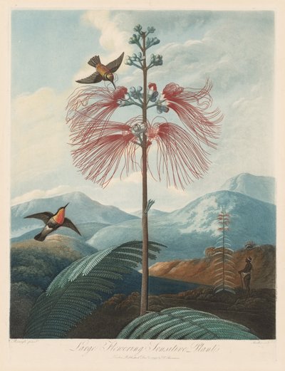 El Templo de Flora, o Jardín de la Naturaleza: Gran Planta Sensitiva en Flor, 1799-1807 de Robert John Thornton