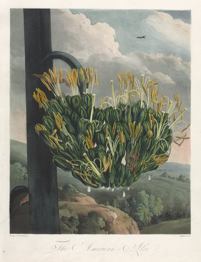 El Templo de Flora, o Jardín de la Naturaleza: El Áloe Americano de Robert John Thornton