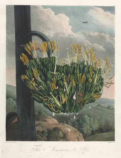 El Templo de Flora, o Jardín de la Naturaleza: El Aloe Americano, 1807 de Robert John Thornton
