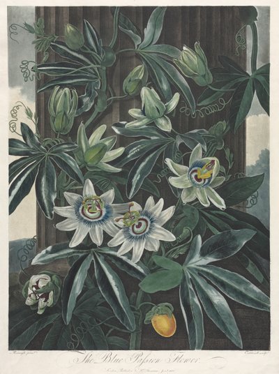 El Templo de Flora, o Jardín de la Naturaleza: La Flor de la Pasión Azul, 1800 de Robert John Thornton