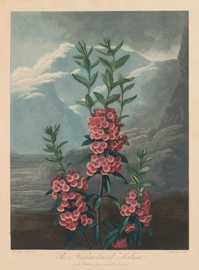 El Templo de Flora, o Jardín de la Naturaleza: El Kalmia de hojas estrechas, Laurel de montaña, 1804 de Robert John Thornton