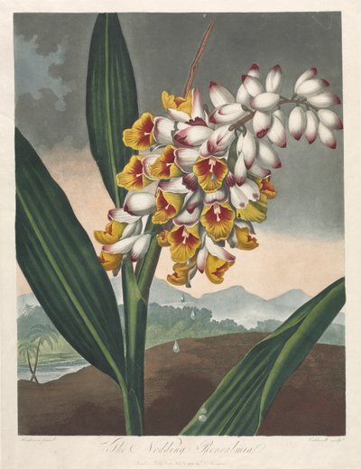 El Templo de Flora, o Jardín de la Naturaleza: La Renealmia Inclinada de Robert John Thornton