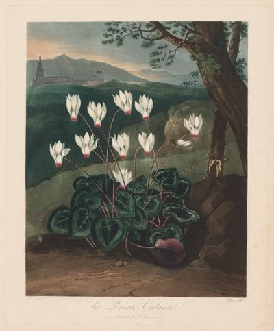 El Templo de Flora, o Jardín de la Naturaleza: El ciclamen persa de Robert John Thornton