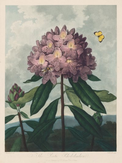 El Templo de Flora, o Jardín de la Naturaleza: El Rododendro Póntico, 1799-1807 de Robert John Thornton