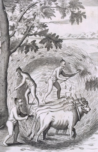 La manera de trillar su arroz, de Una relación histórica de la isla de Ceilán, pub. 1681 de Robert Knox