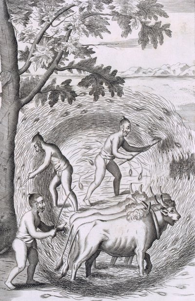 La manera de trillar su arroz, pub. 1681 de Robert Knox