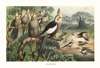Bandada de cacatúas, Nymphicus hollandicus, en una charca. 1882 (cromolitografía) de Robert Kretschmer