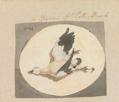 Una especie de pato silvestre de Robert Mabon