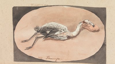 Flamingo de Robert Mabon